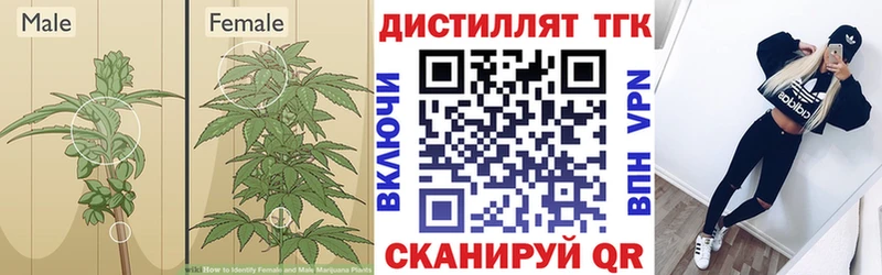 купить наркотики сайты  Качканар  ТГК THC oil 